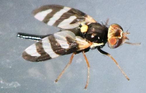 Réf. 308 899 : Urophora quadrifasciata